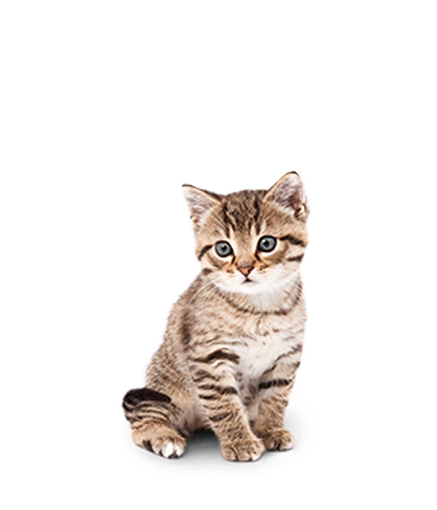 hc katzenhaltung kitten 1zu1