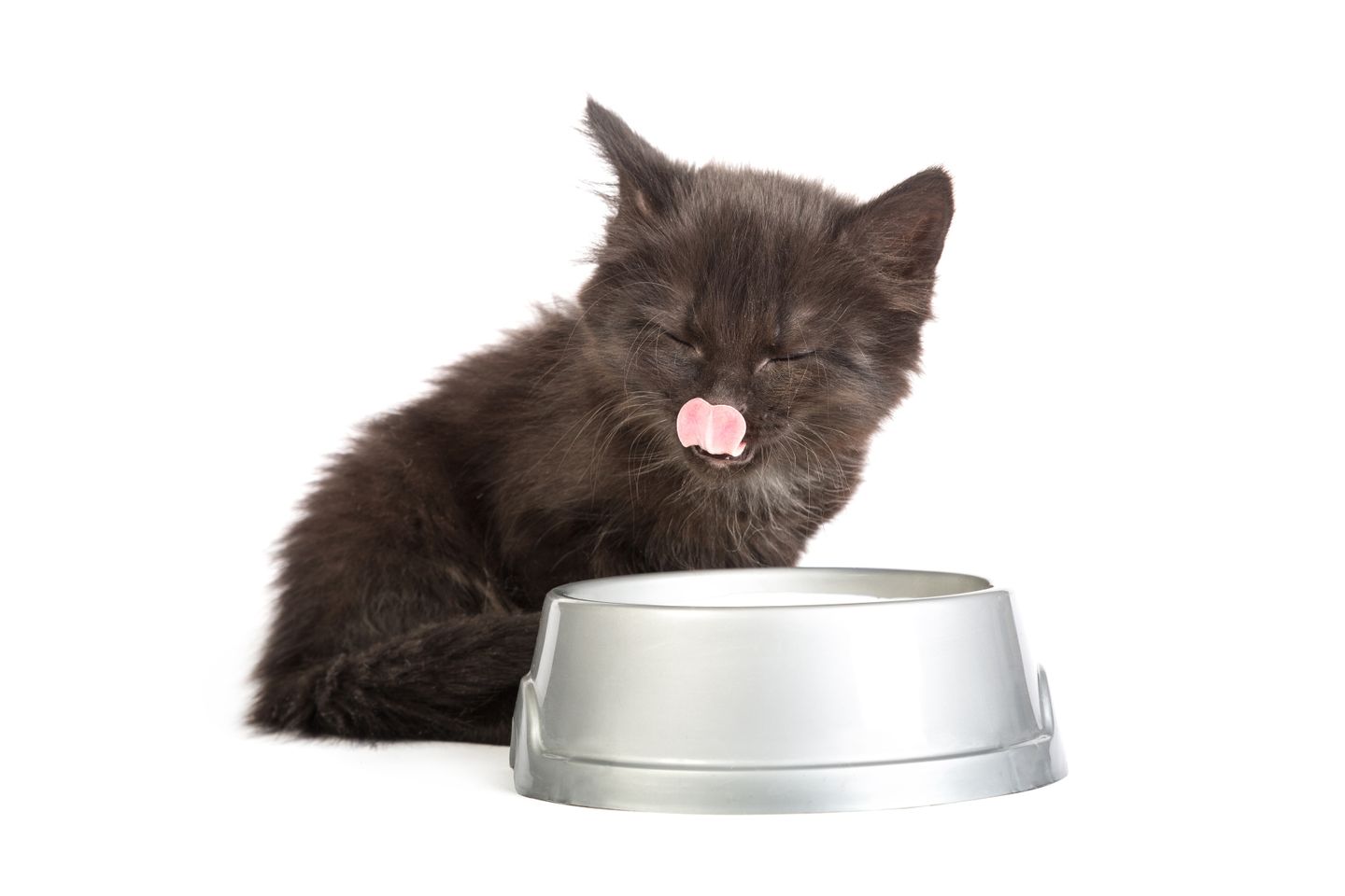hc kitten napf