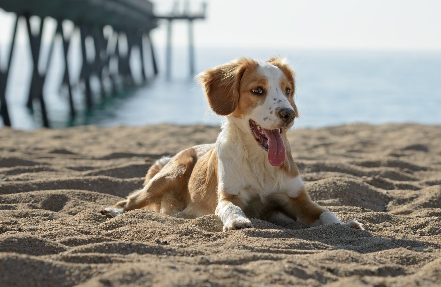 hund liegt am sandstrand