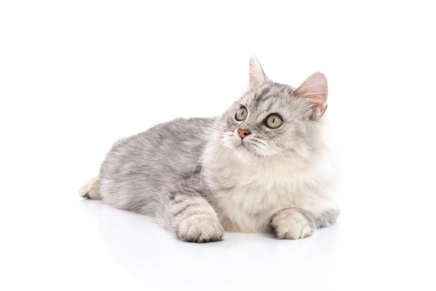 hc katzenratgeber katze mit uebergewicht