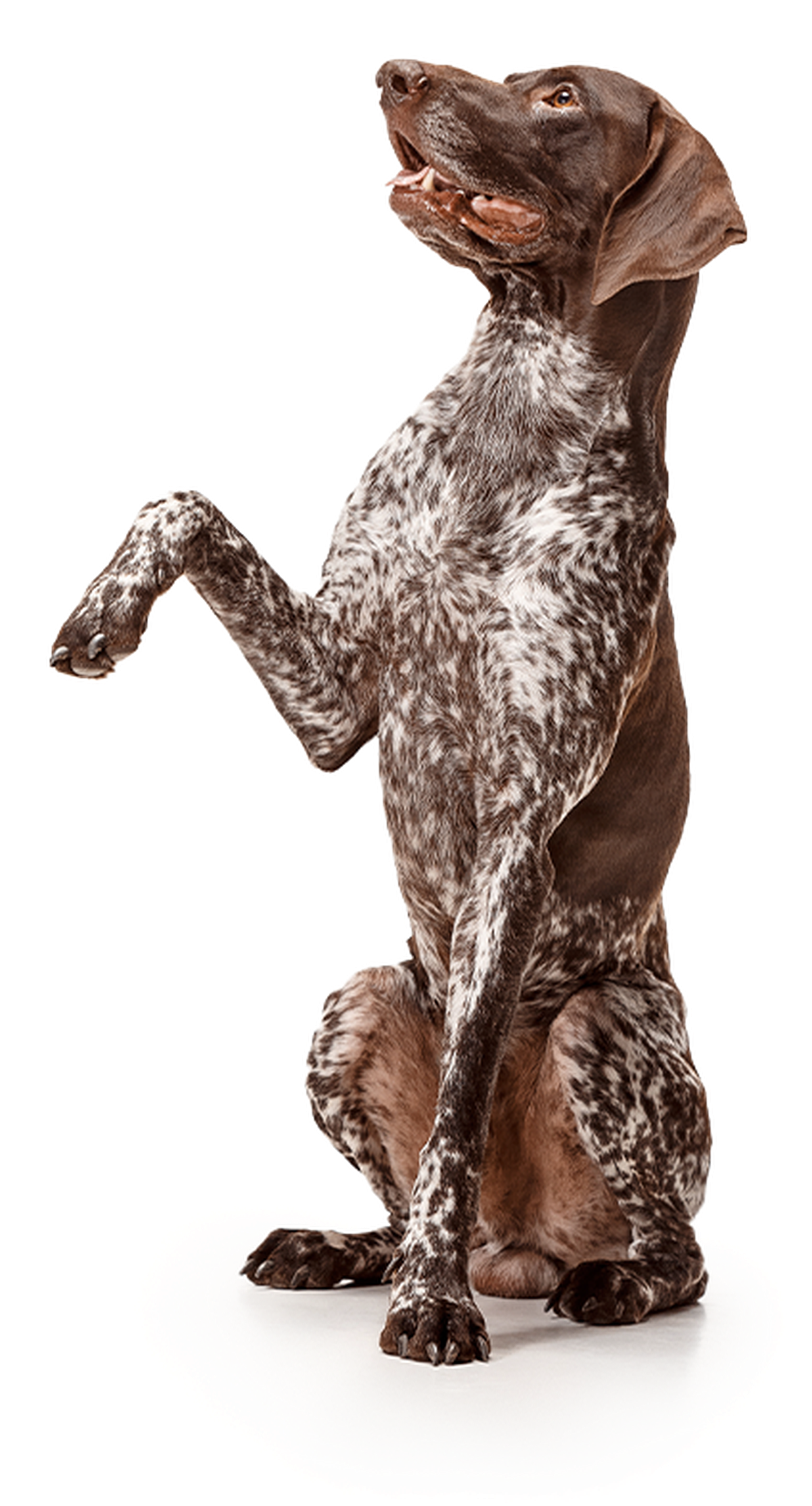germanshorthairedpointer hochfomat