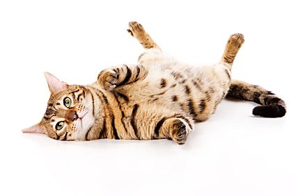 hc ernaehrungskonzept glueckliche katze