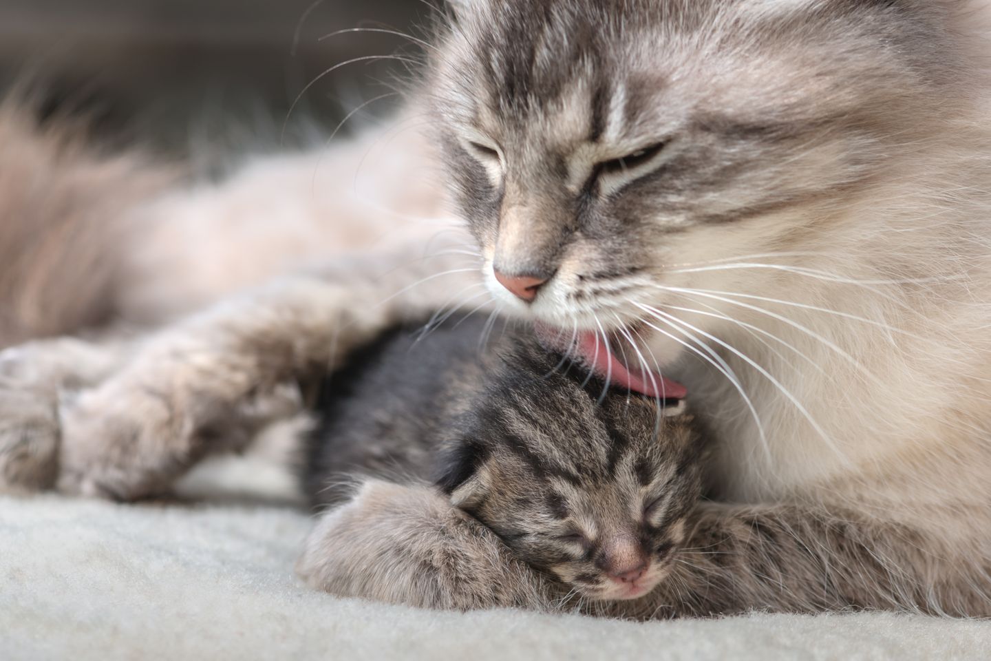 hc katze mutter mit kitten