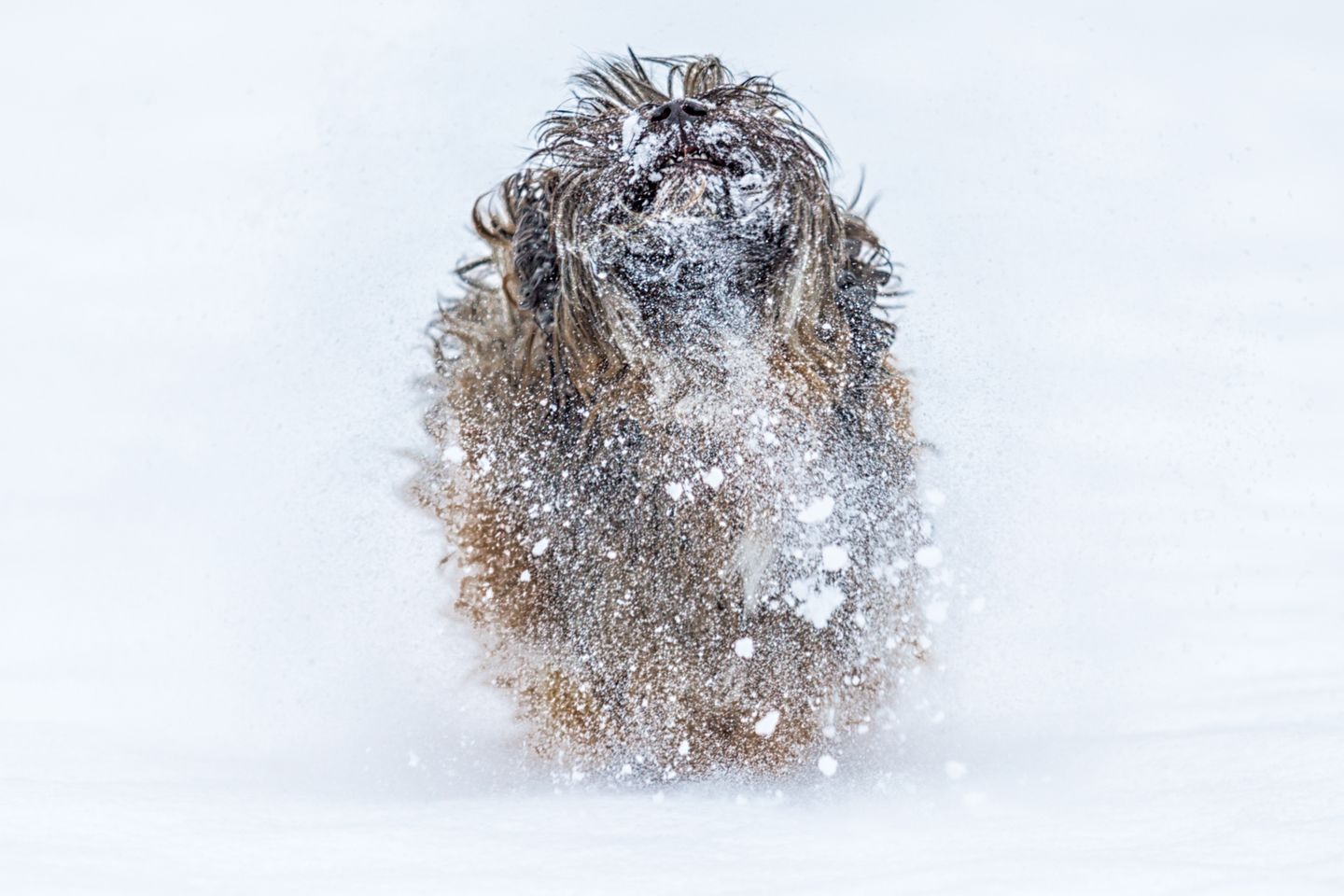 langhaariger hund im schnee
