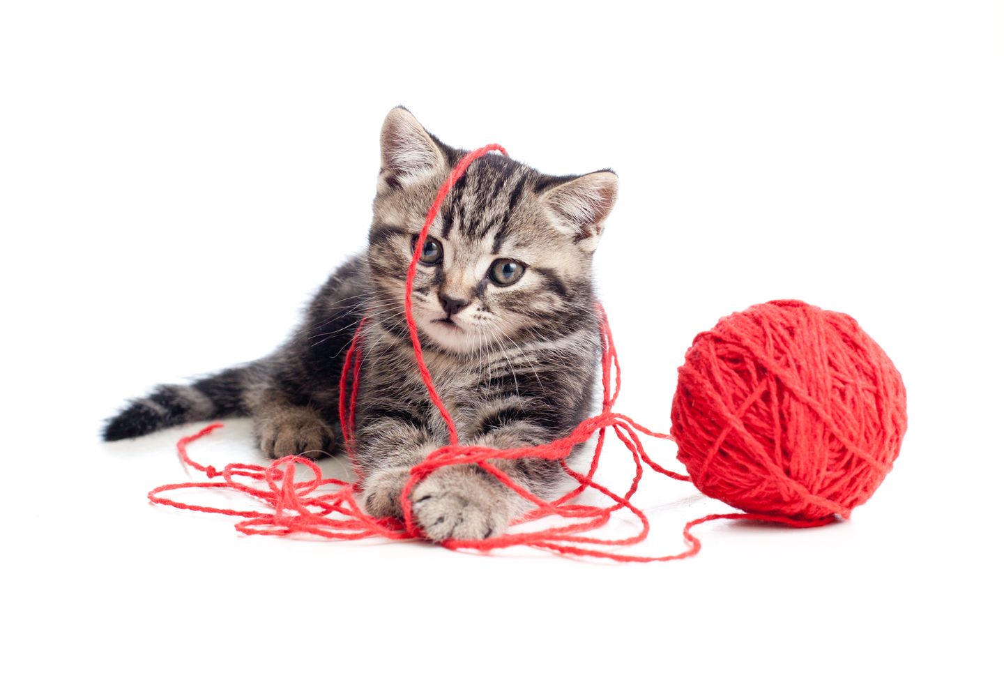 hc katze kitten spielt mit wolle
