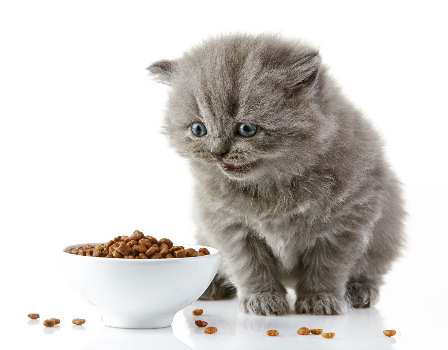 hc kitten frisst trockenfutter