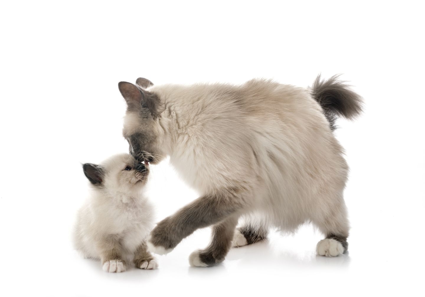 hc kitten welt mutter erzieht kitten