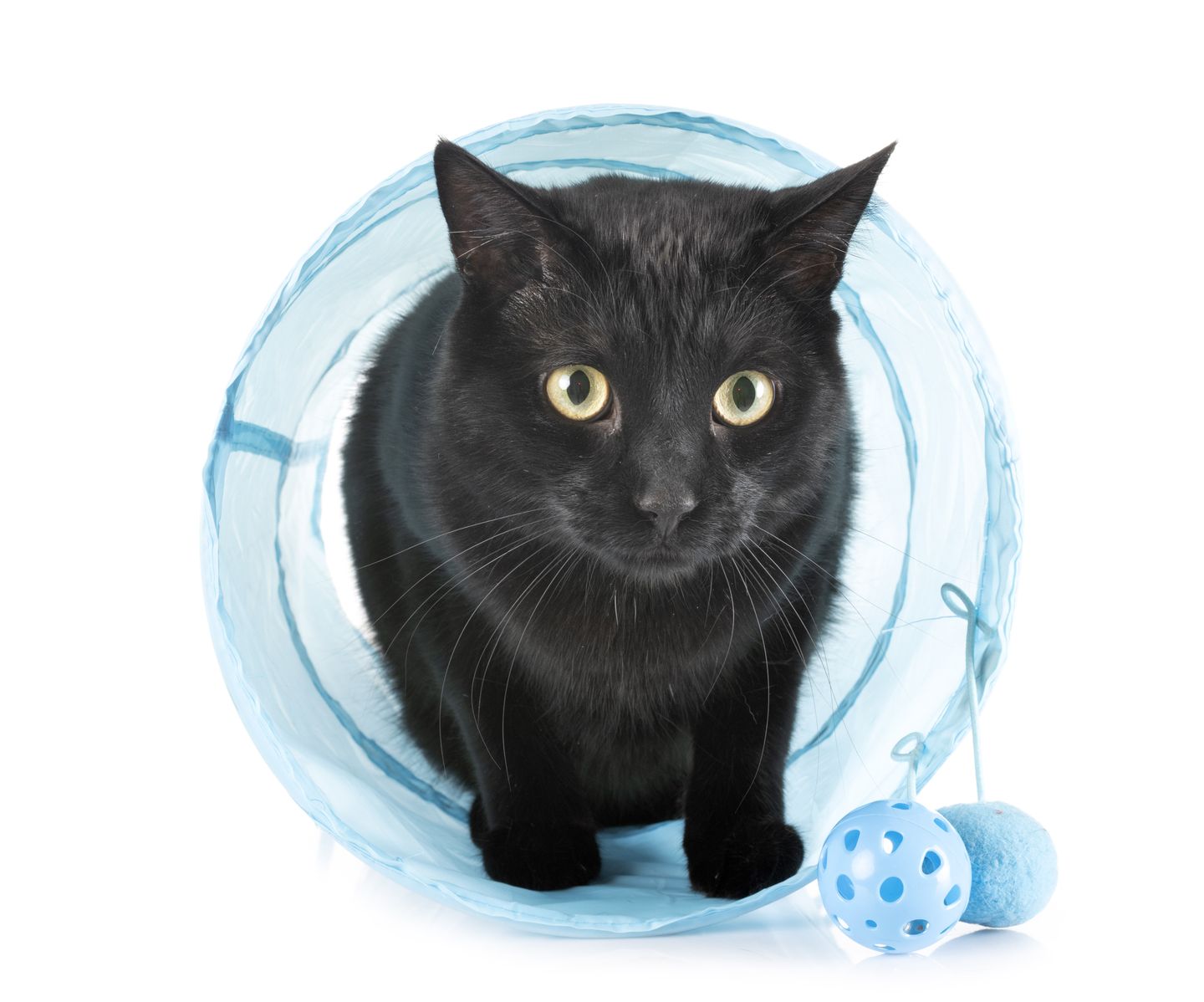 hc kitten welt kitten im tunnel