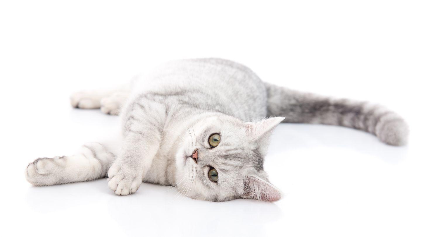 entspannte katze