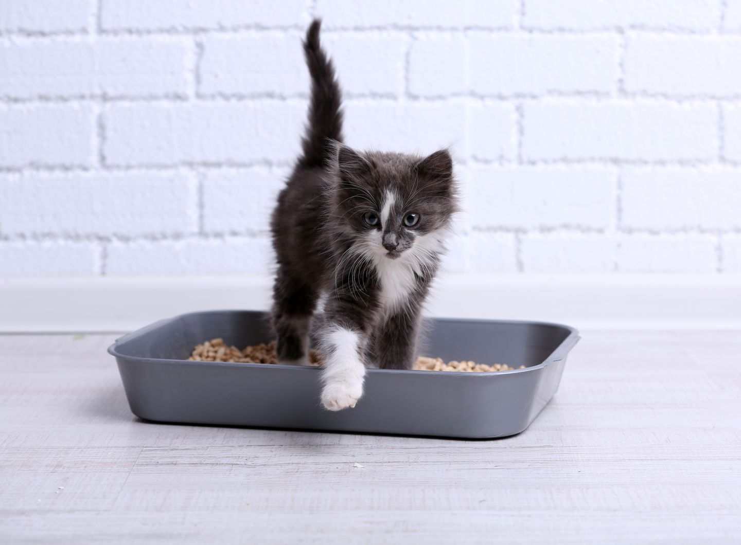 hc kitten toilette
