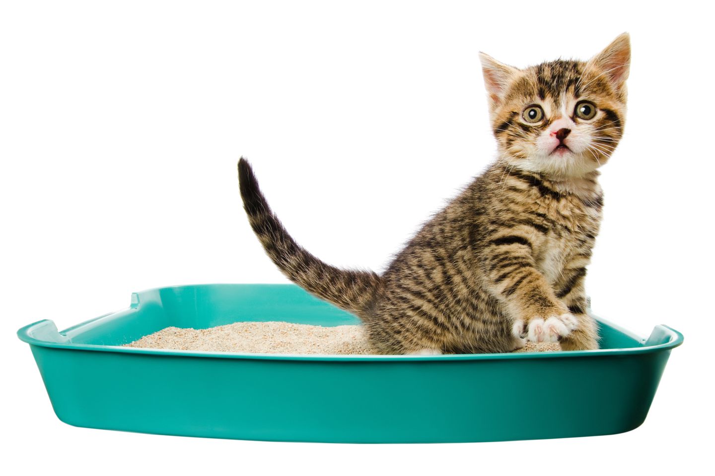 hc kitten welt erziehung sauberkeit