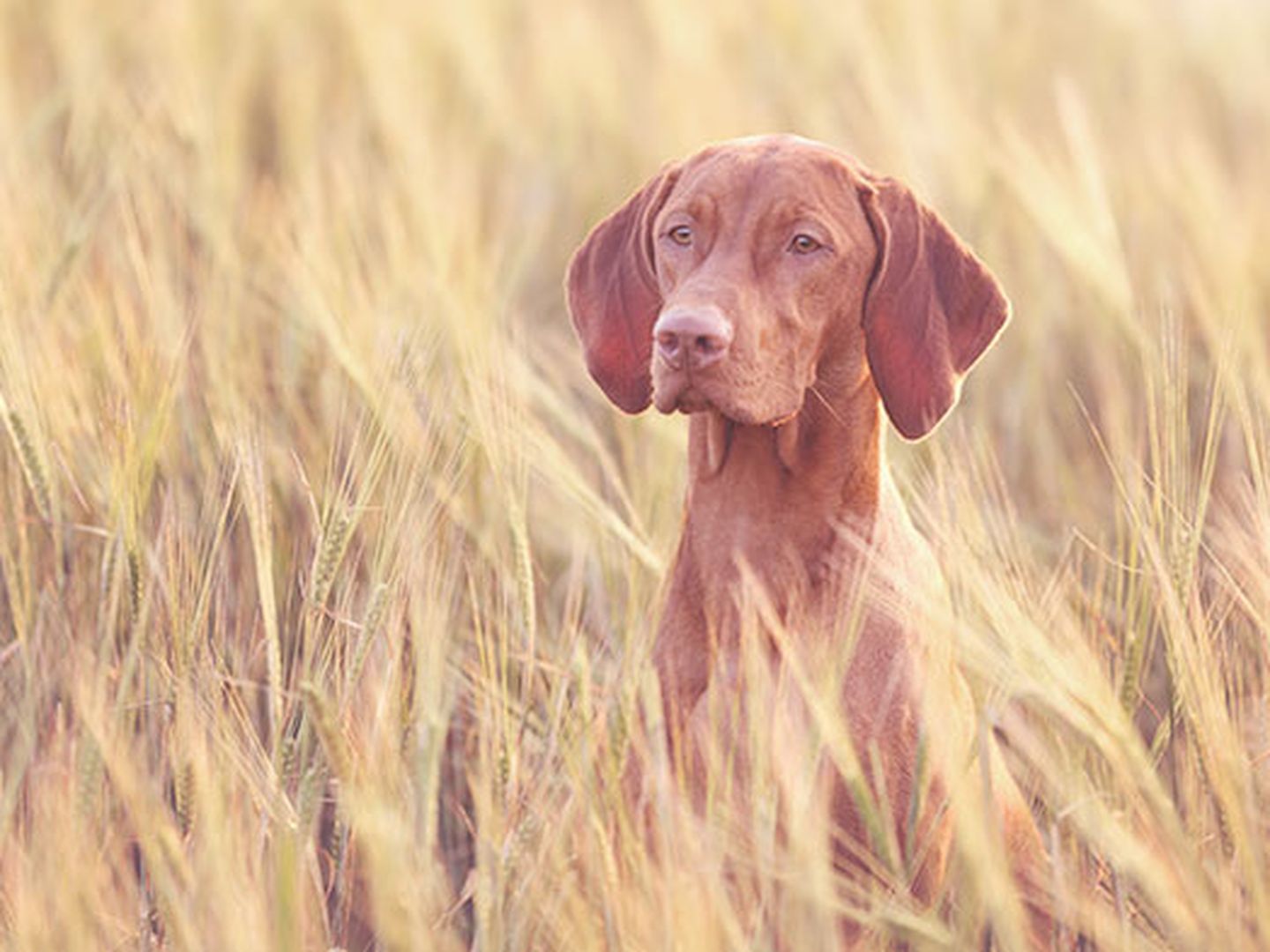 Hundefutter mit oder ohne Getreide? Ein Hund sitzt in einem hohen Getreidefeld
