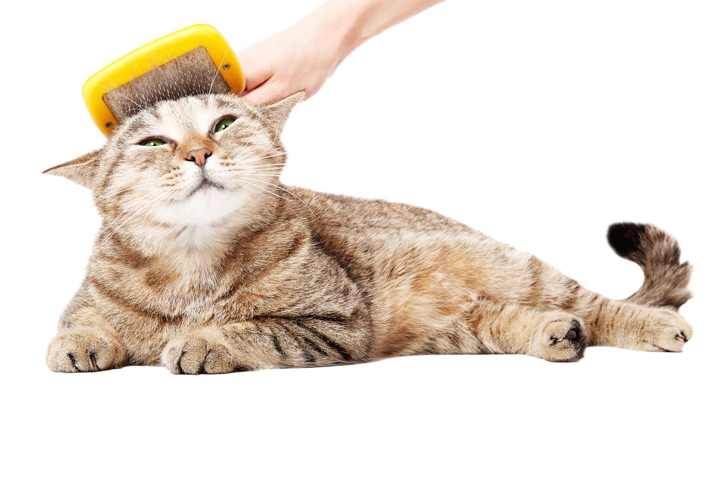 hc fellpflege katze bursten