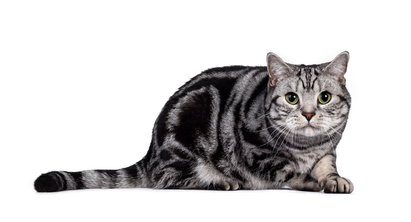 veraengstigte katze