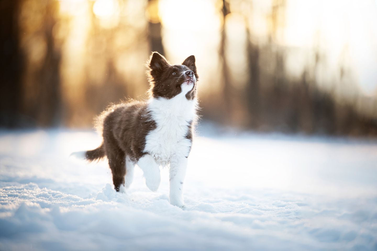 border collie im schnee