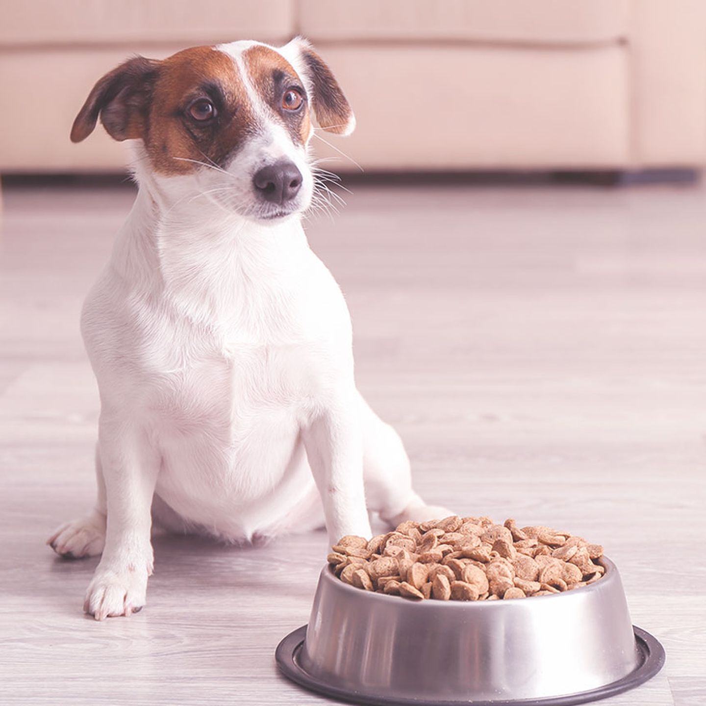 hd giardien hund frisst nicht_1zu1