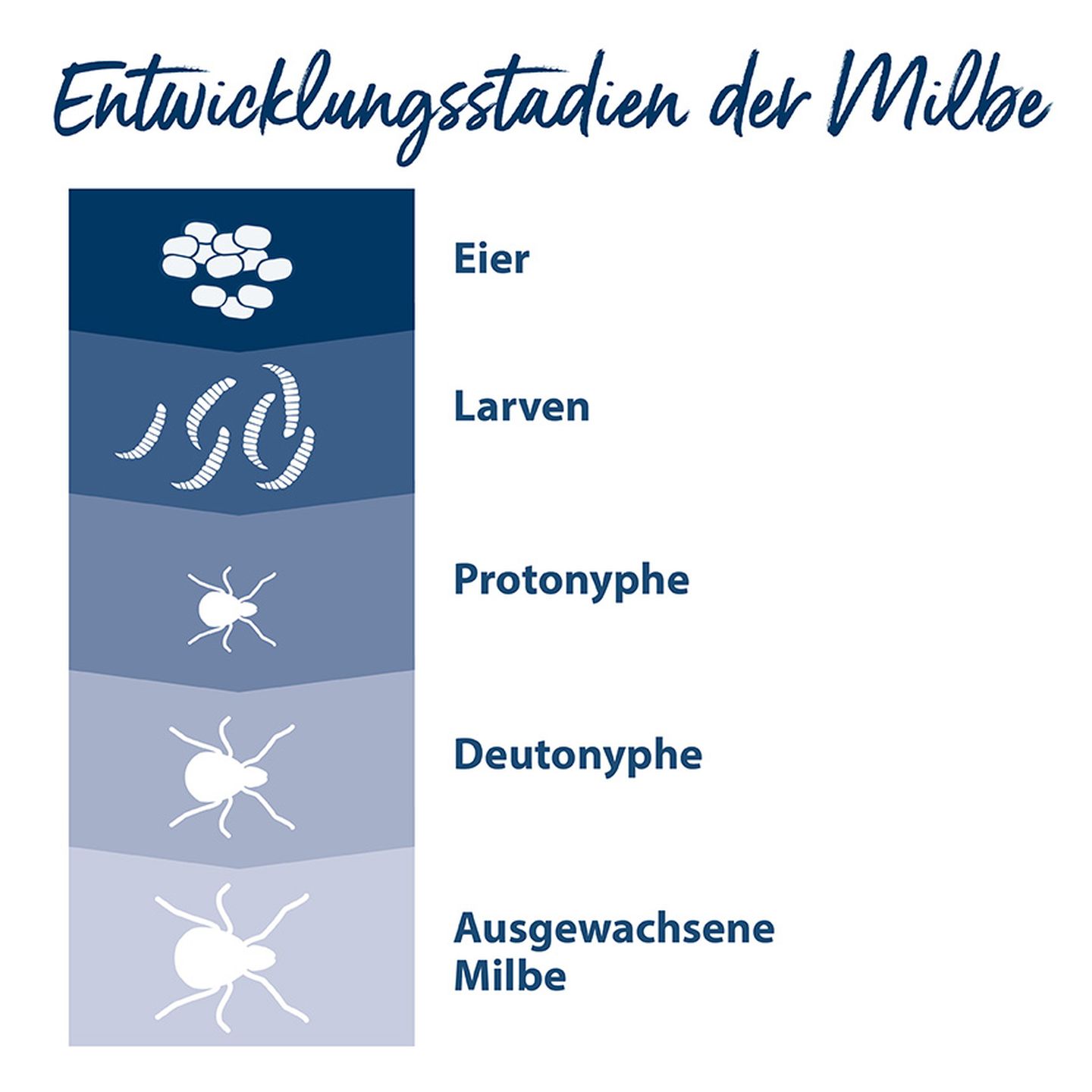 infografik milben