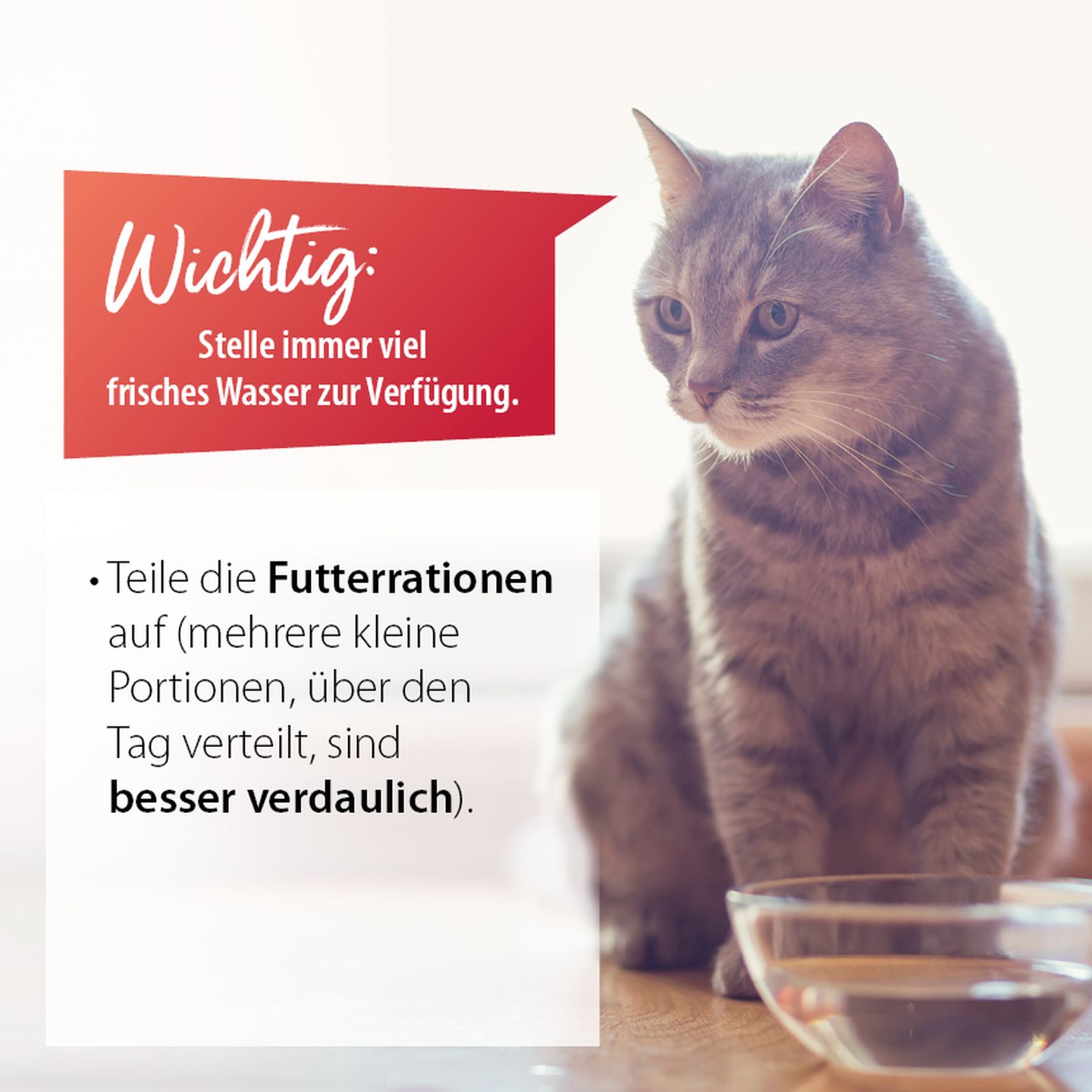 infografik tipsbeihitze2