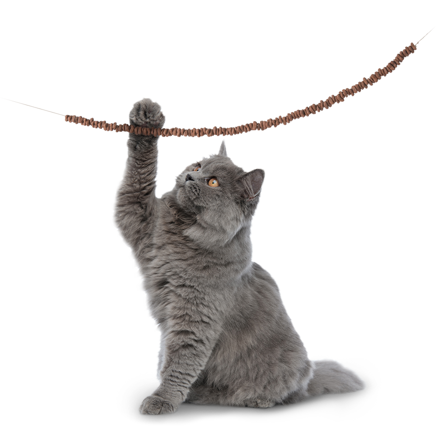 hc premiumfutter katze hebt pfote krokettenkette