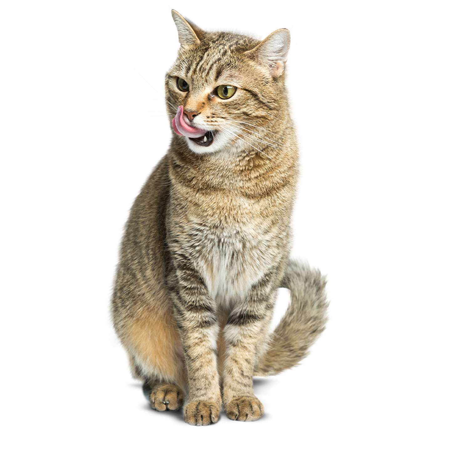 sterilised katze