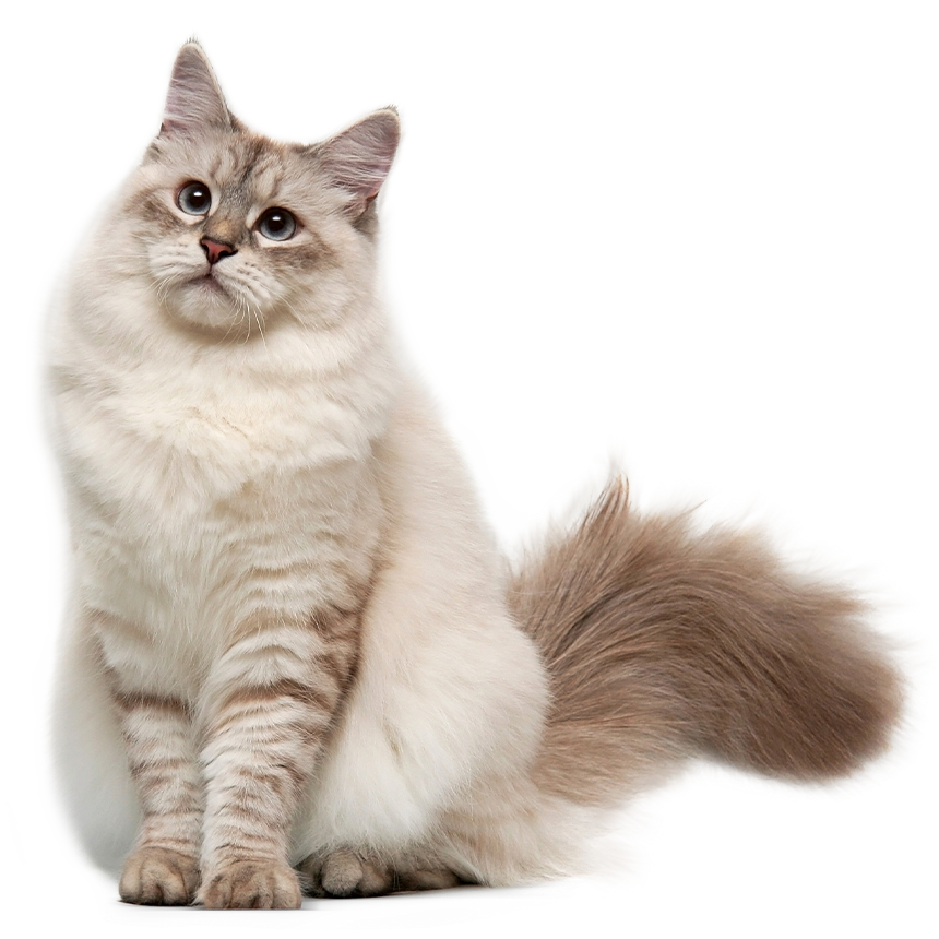 sensitive katze