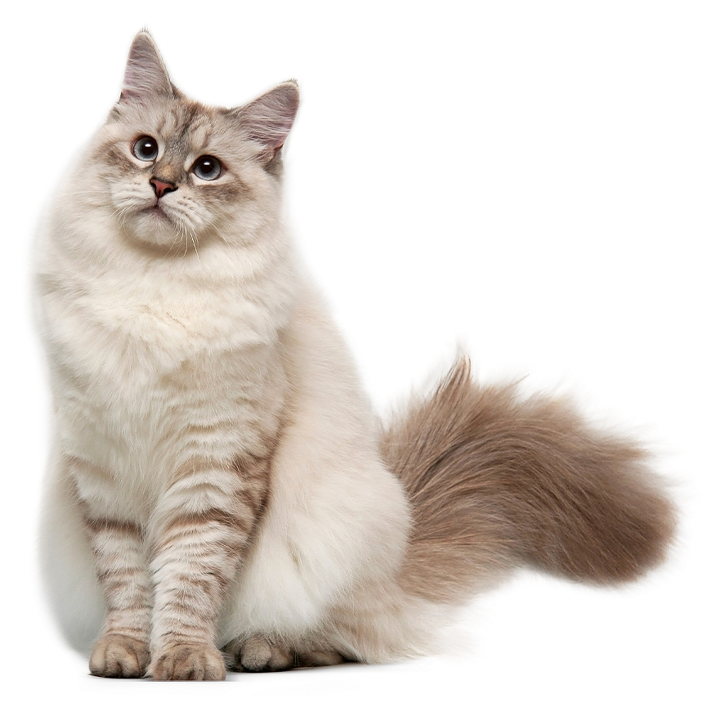sensitive katze
