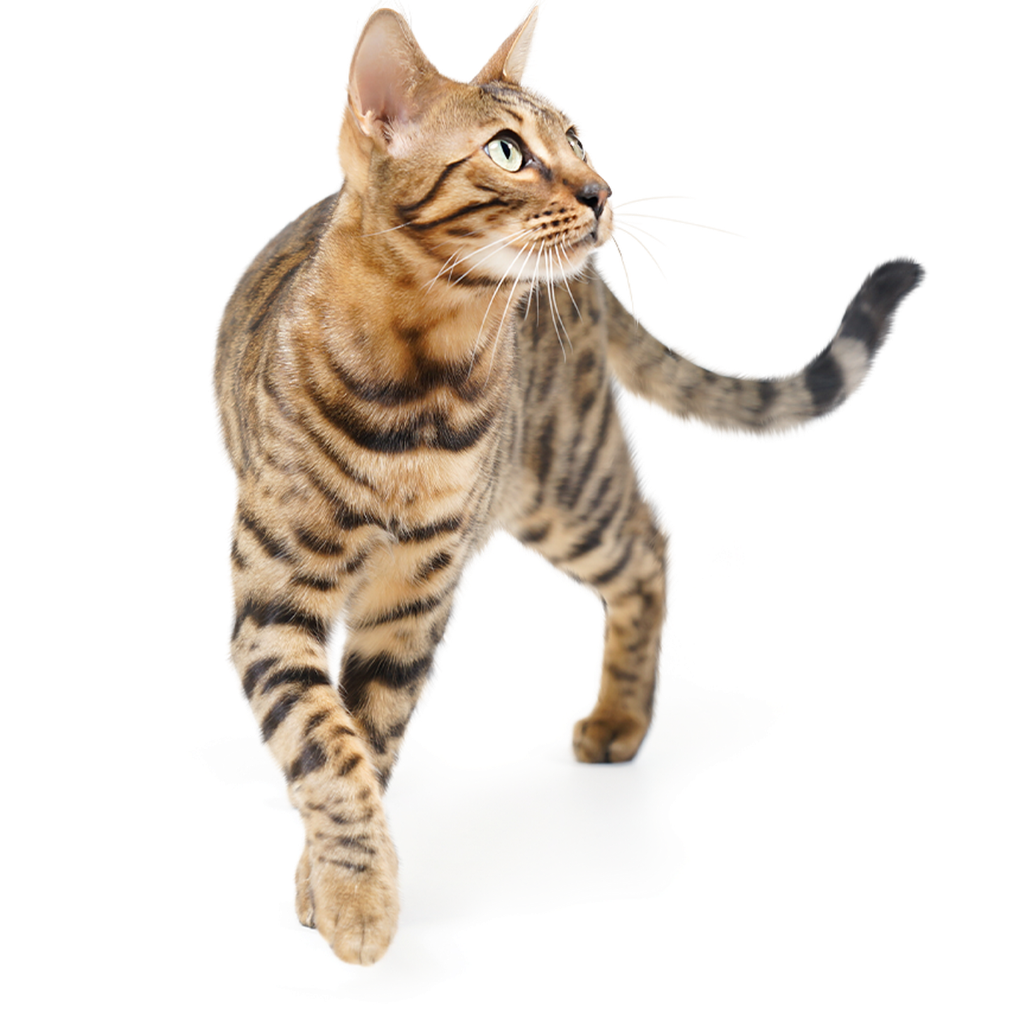 Bengal Katze mit suchendem Blick Laufende Bengalkatze mit Blick nach oben