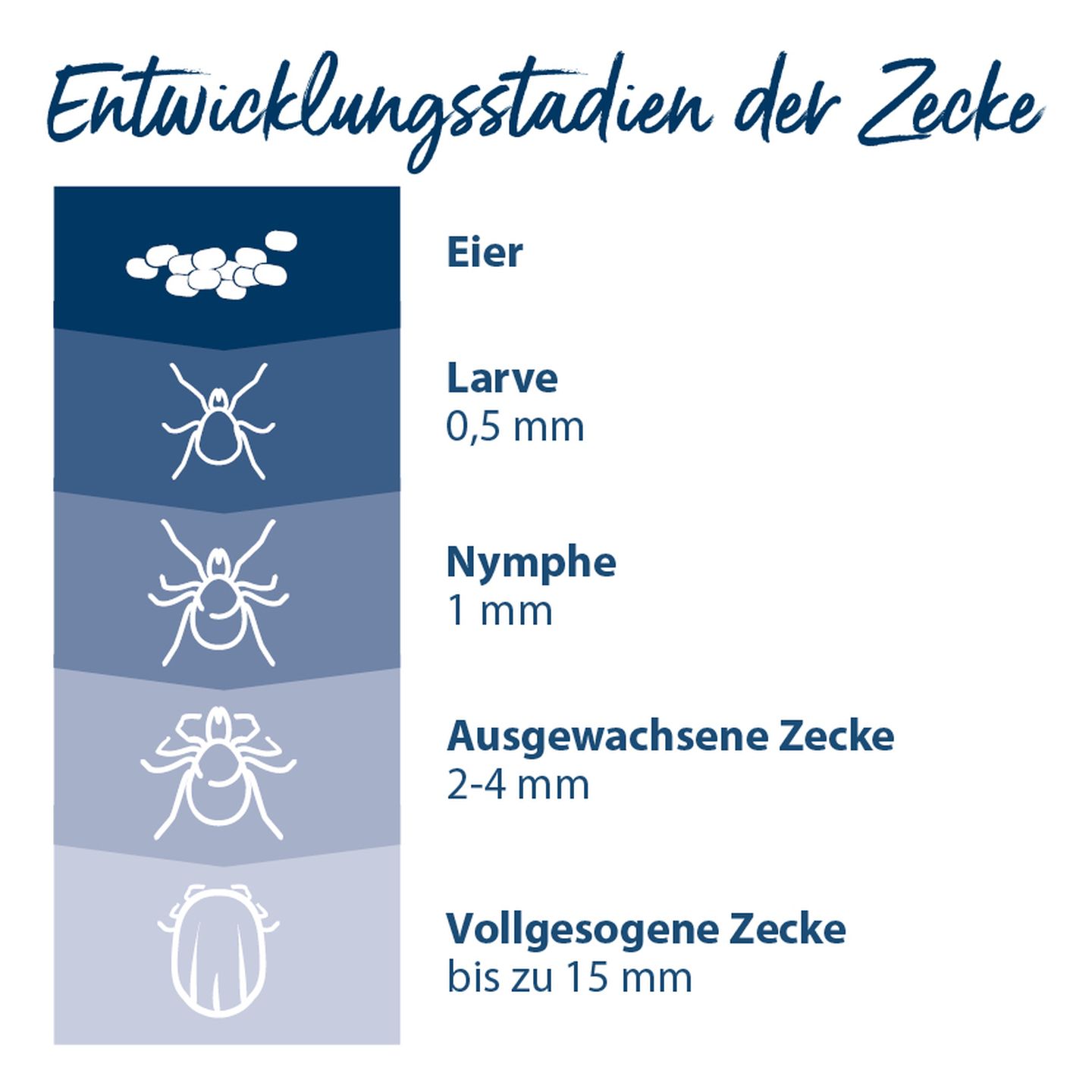 entwicklung zecken 1