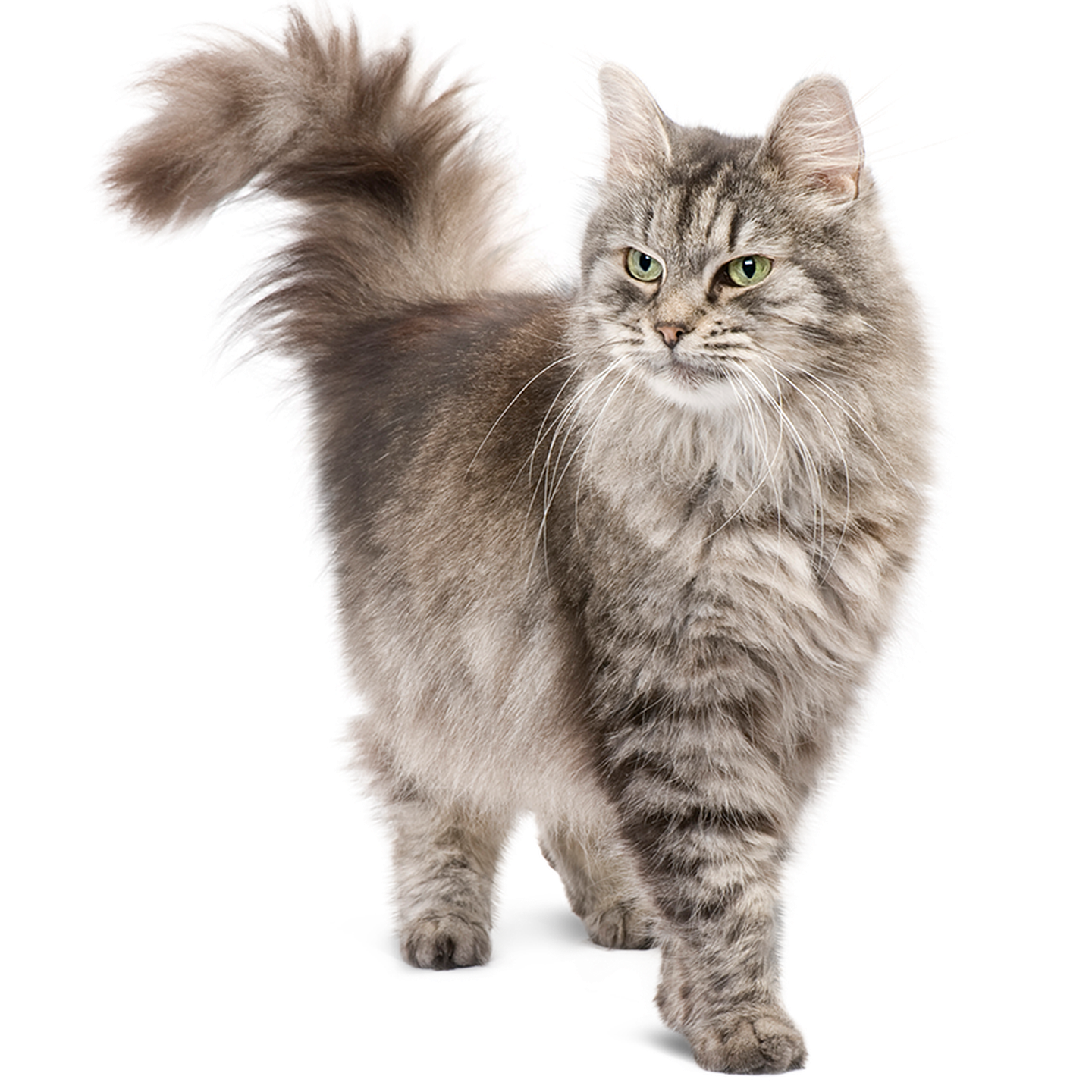 Gesunde Senior-Katze Stolze Senior-Katze mit buschigem, erhobenem Schwanz