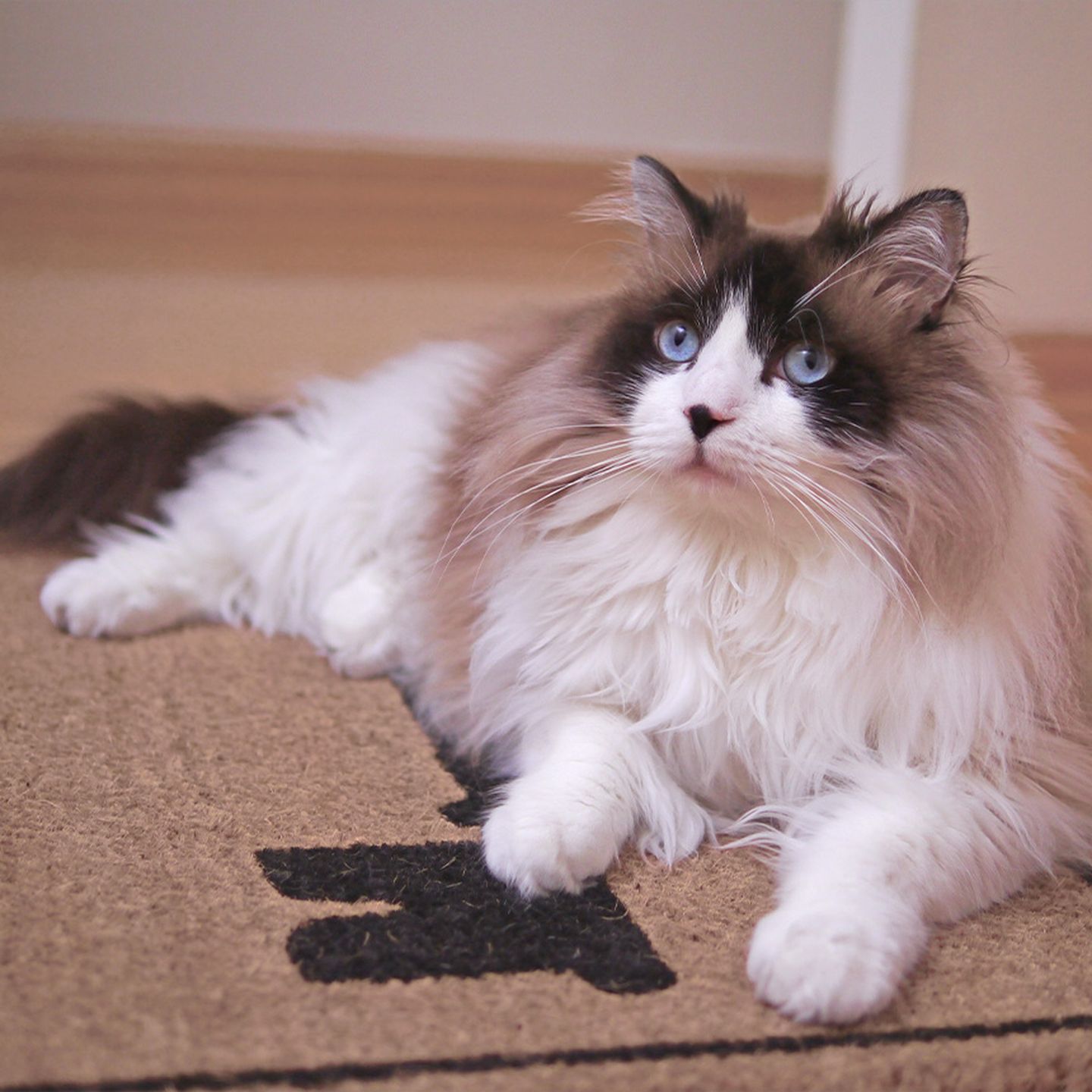 Ragdoll Katze liegt auf Fußmatte Ragdoll Katze liegt auf Fußmatte, die mit Wurmeiern behaftet sein kann