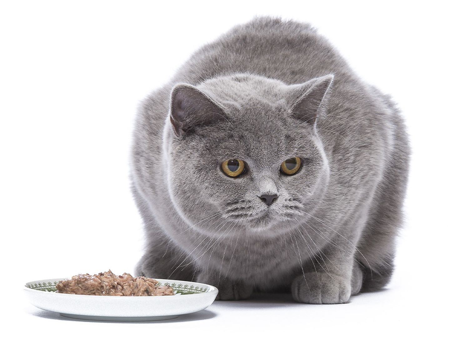 katze sitzt vor futter