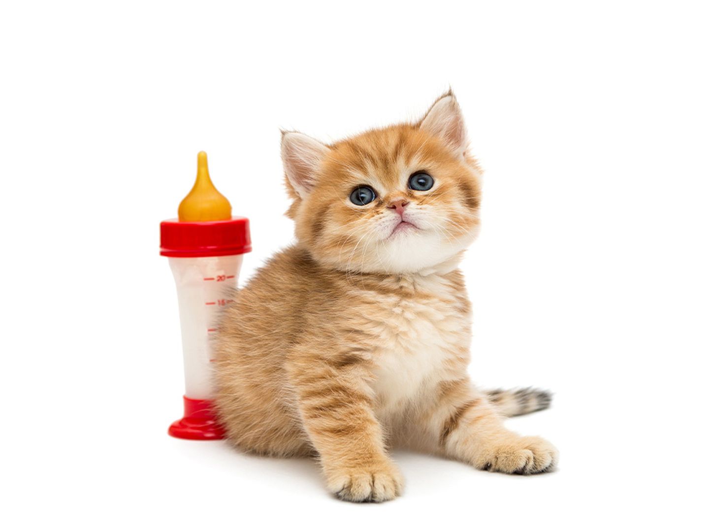 kittenmilch