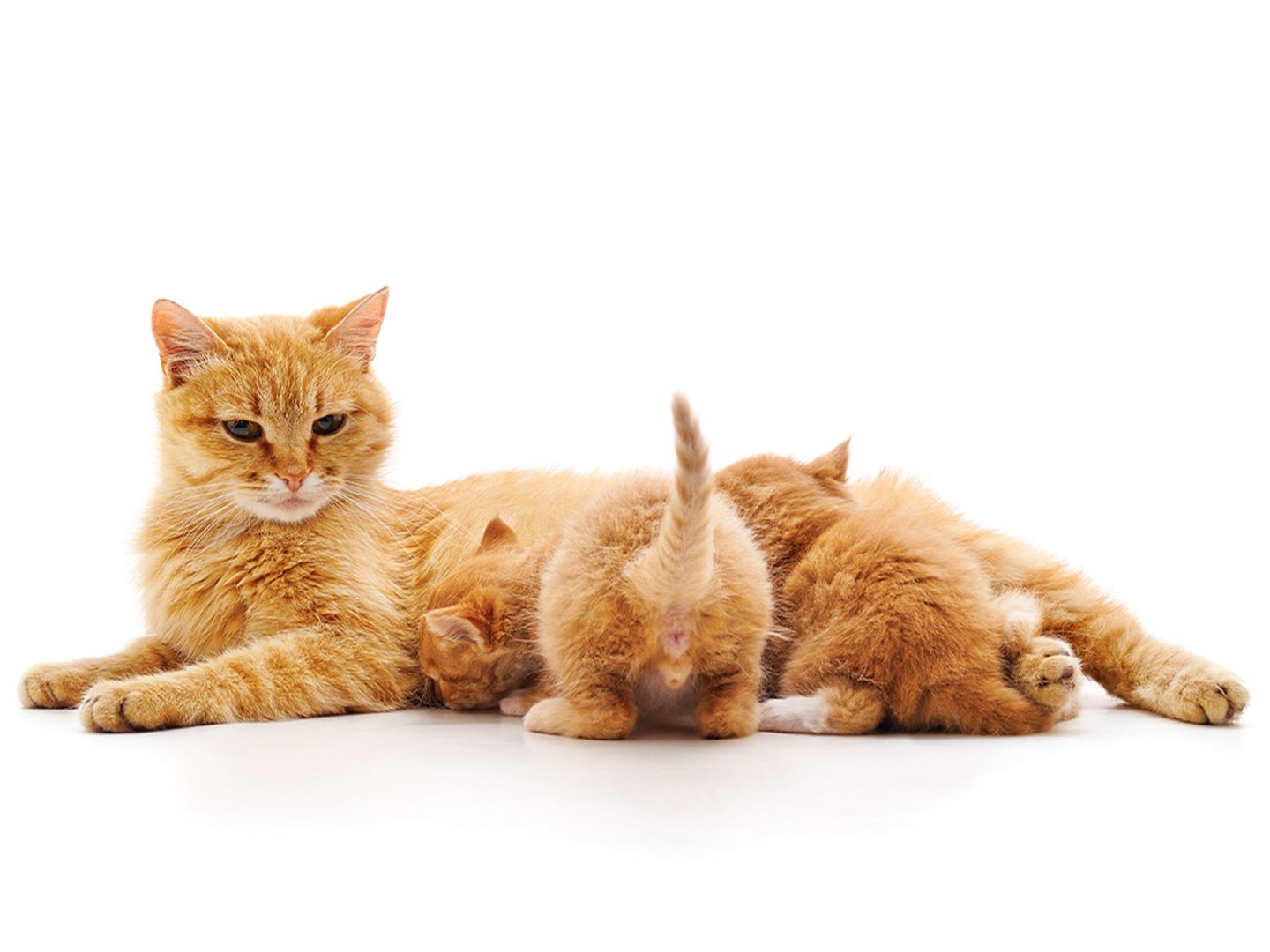 sauegende katze