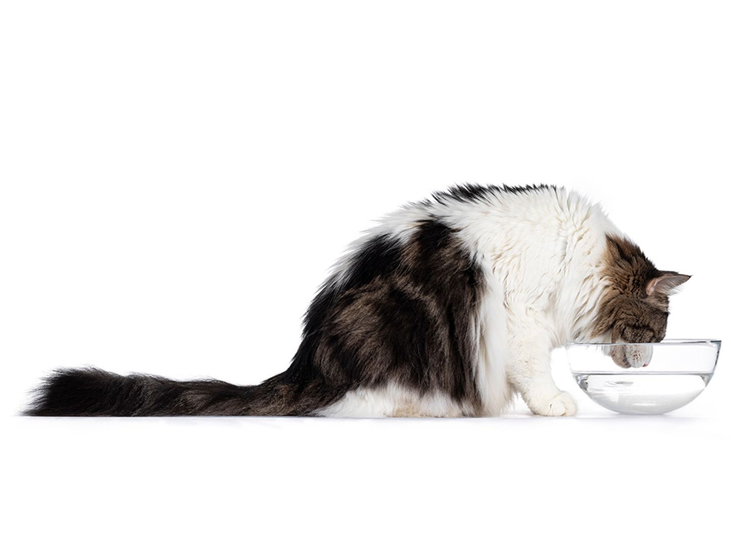 katze trinkt wasser