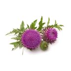 mariendistel