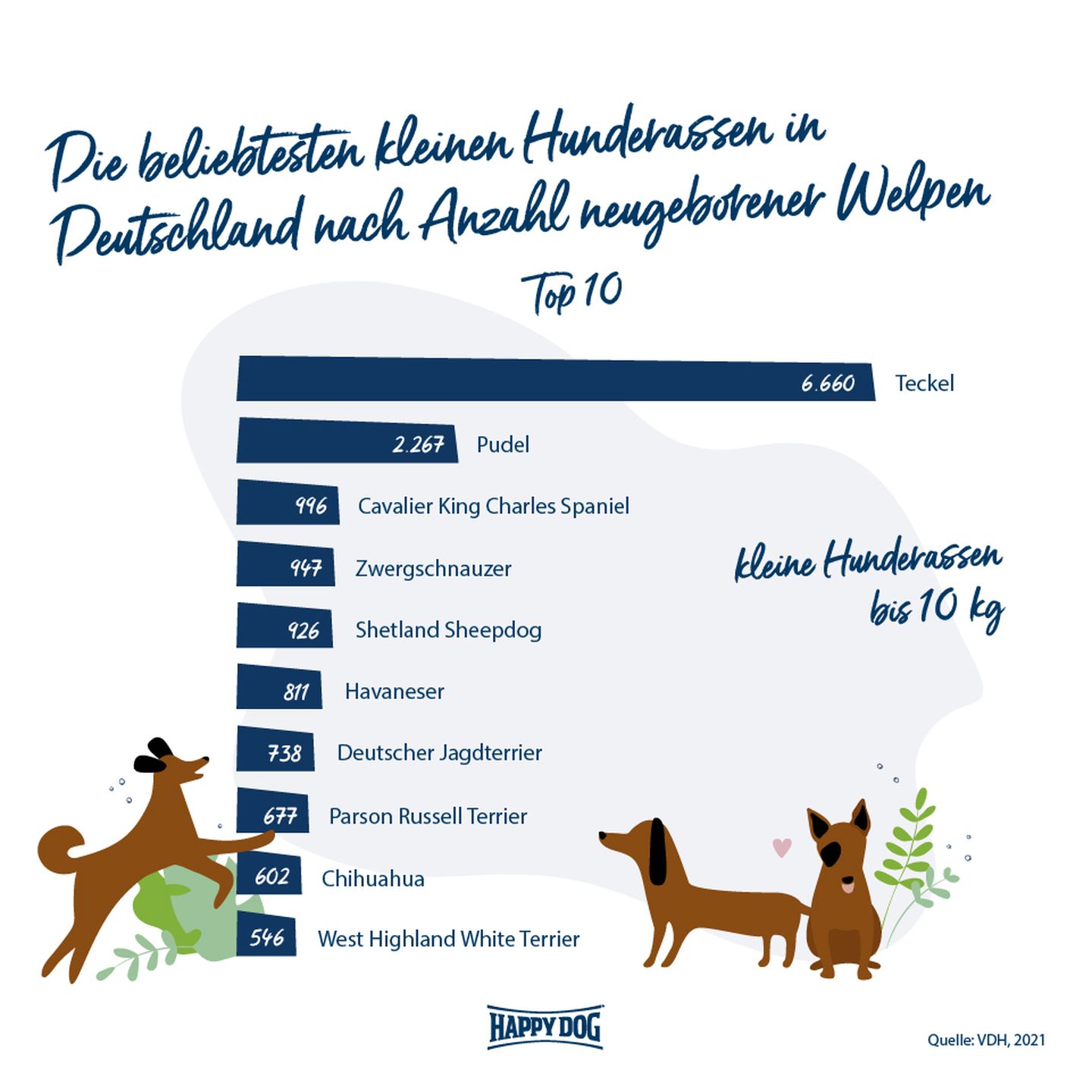 beliebteste kleine hunderassen