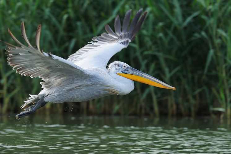 Flying pelican across the river Danube