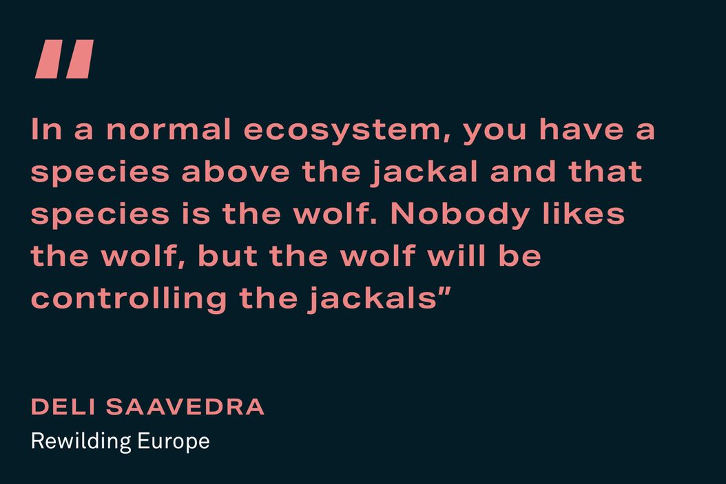 Quote on rewilding across the River Danube