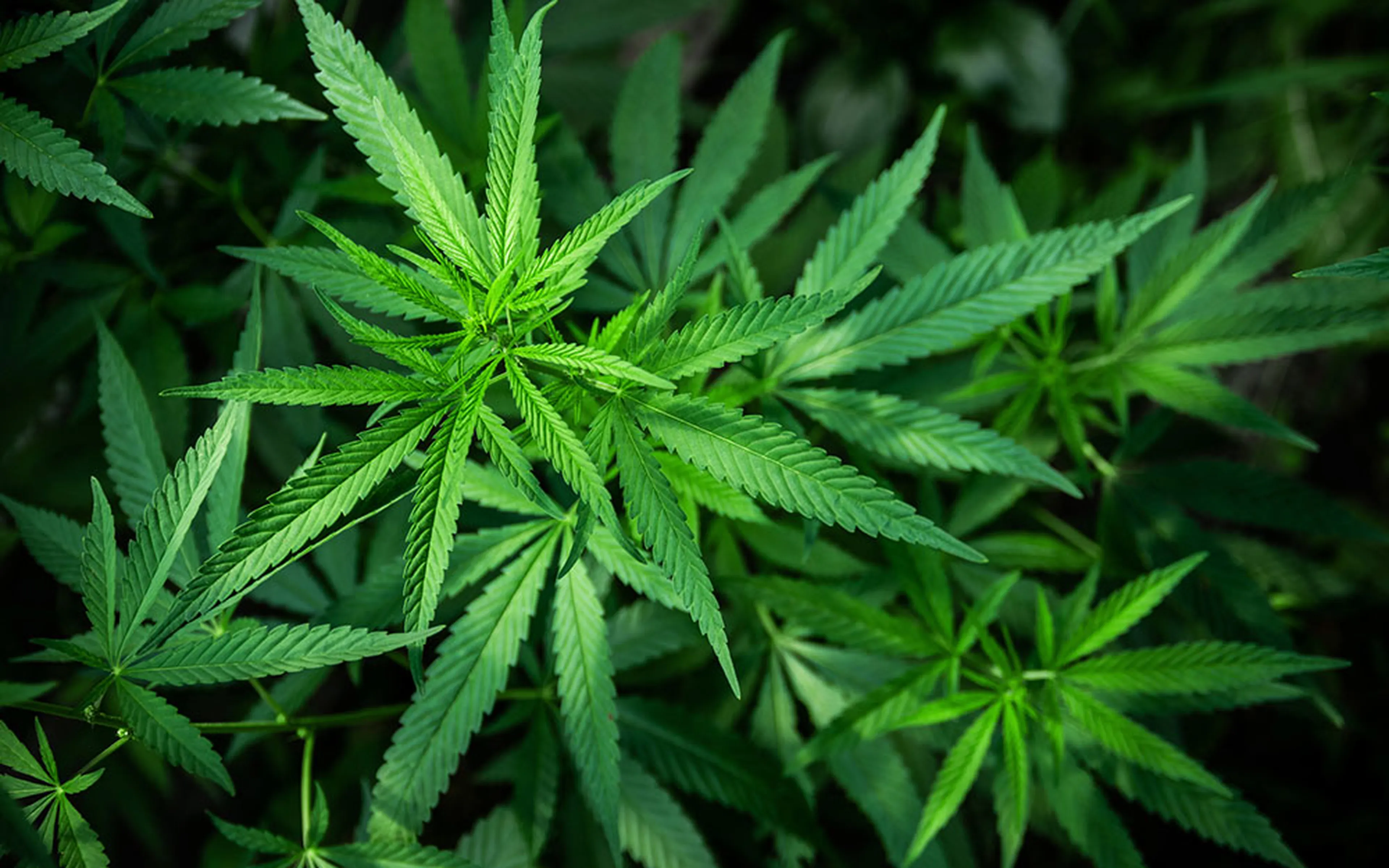 Was ist CBD?
