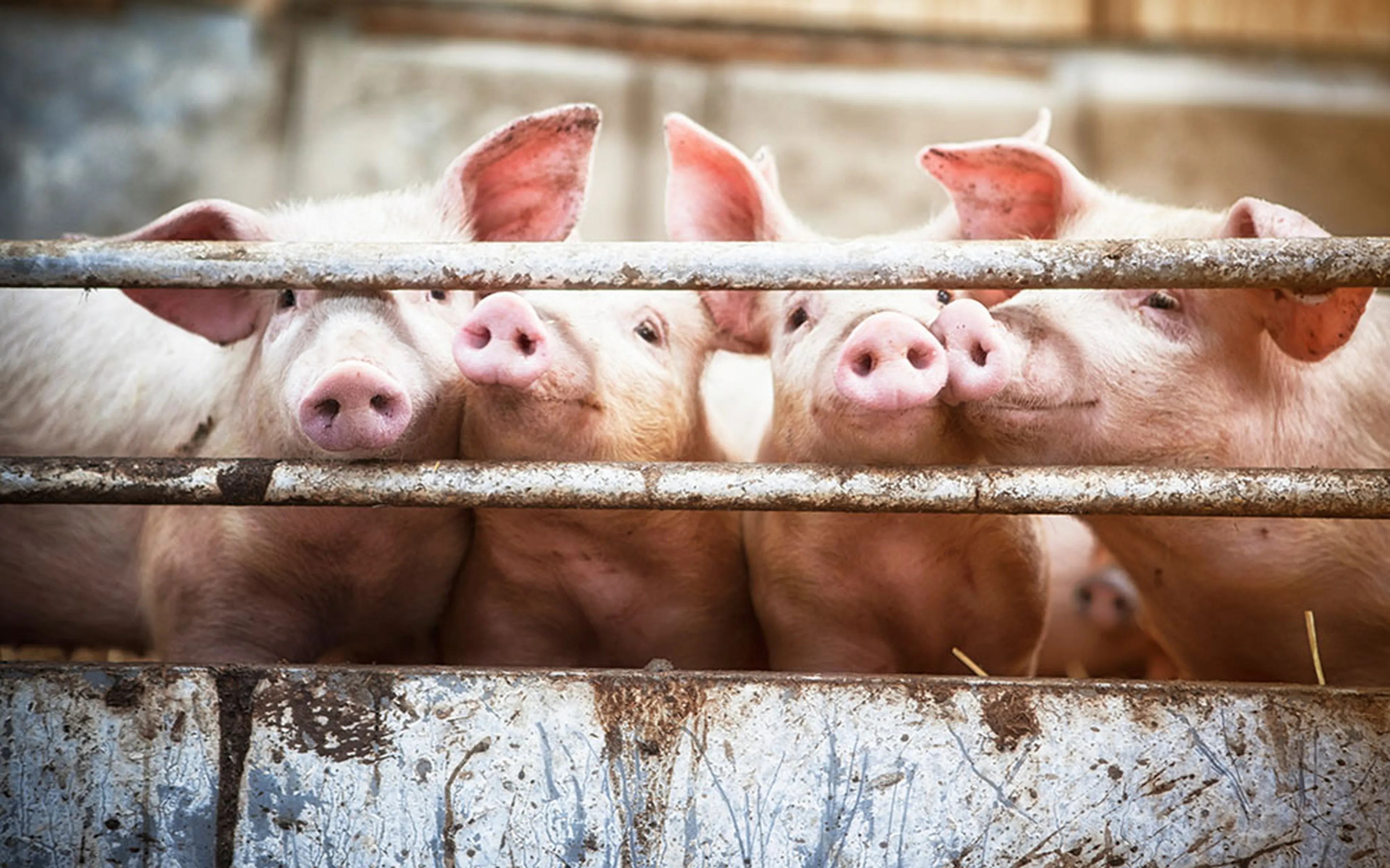 Schweine - APP (Actinobacillus pleuropneumoniae)