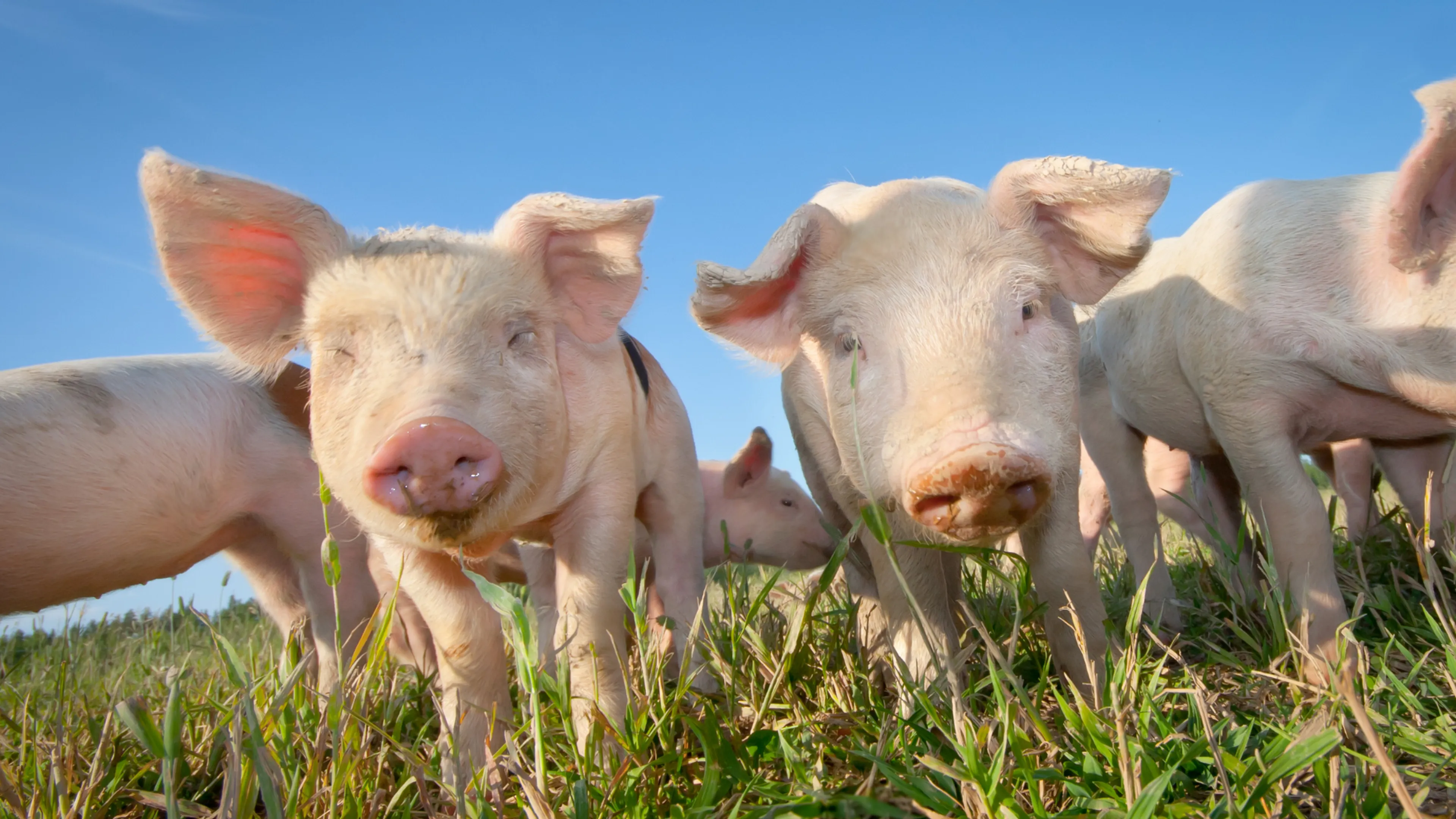 Schweine