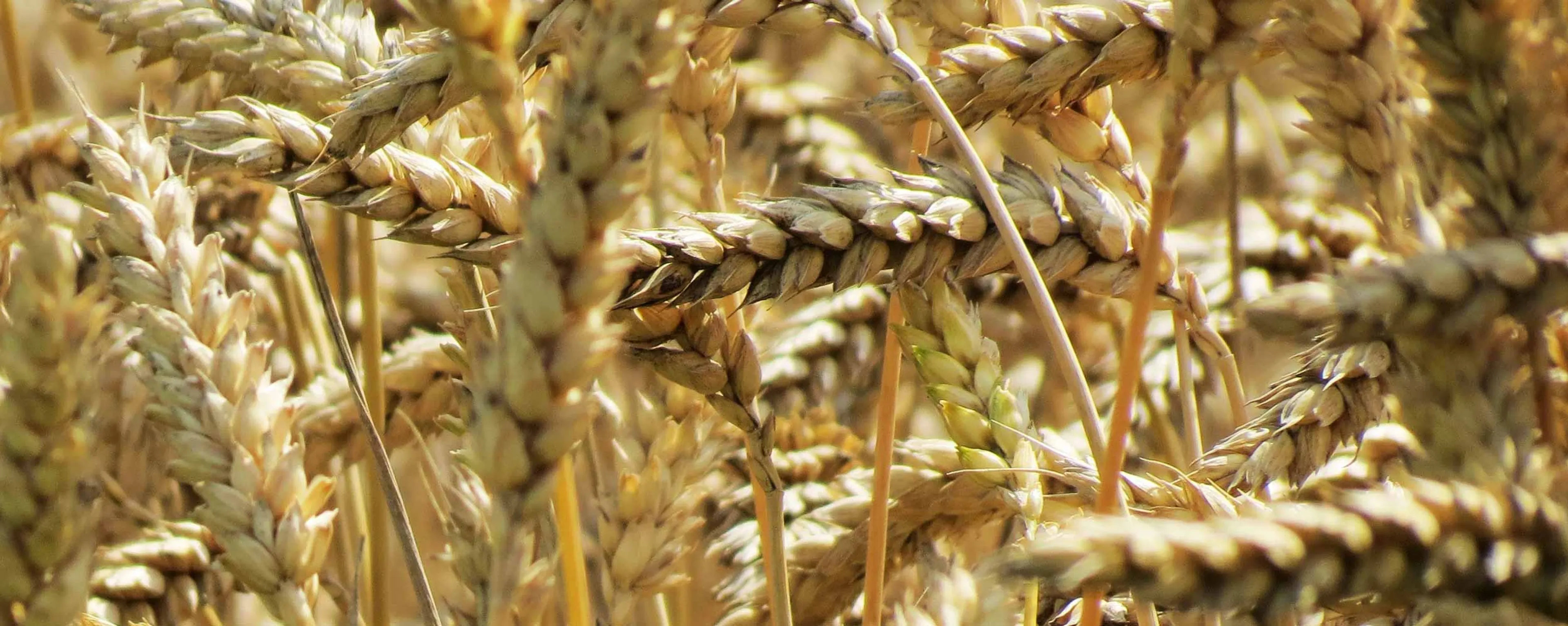 Allergens/GMOs/Animal Species