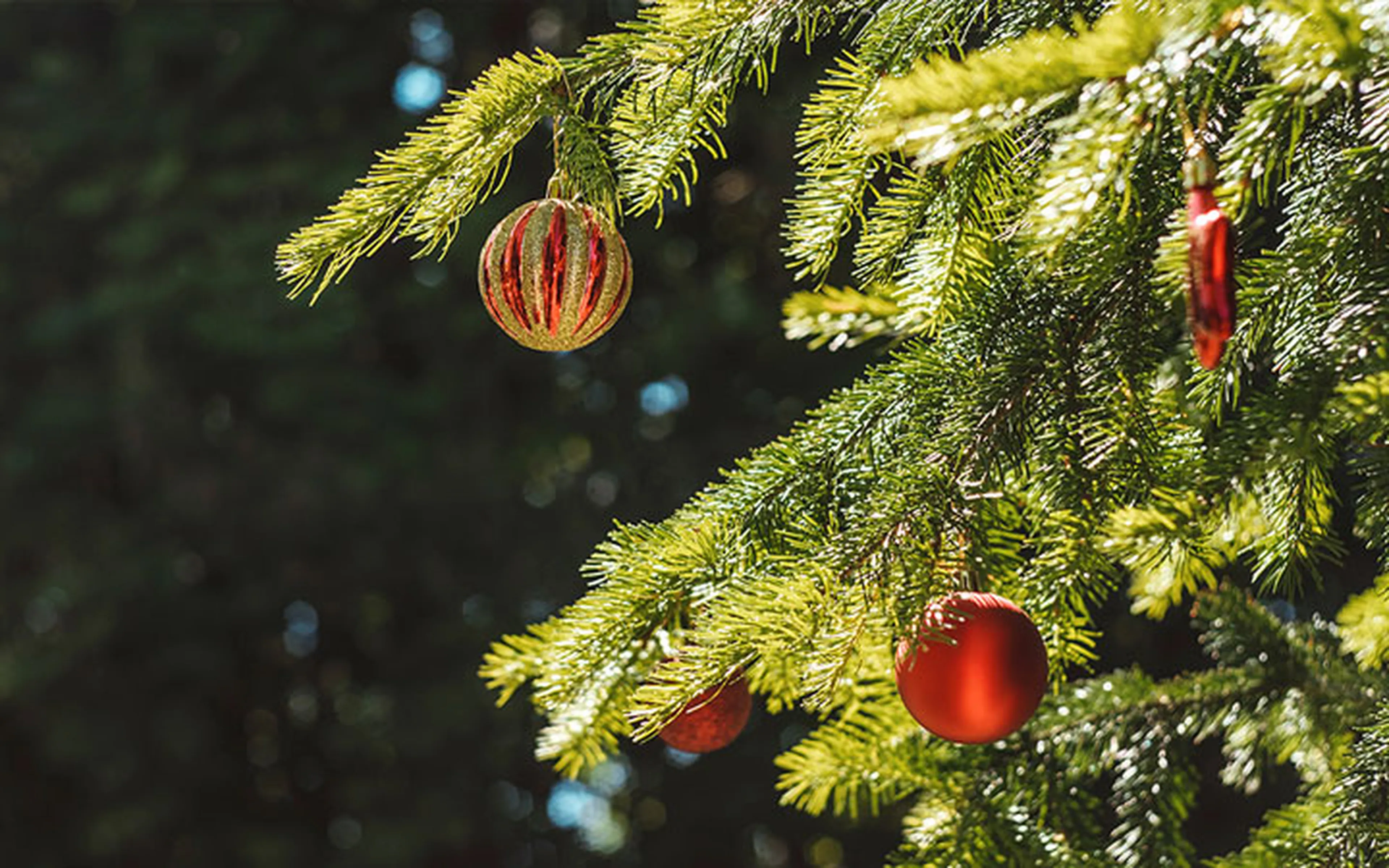 X-Mas Tree: Organic or Conventional? 