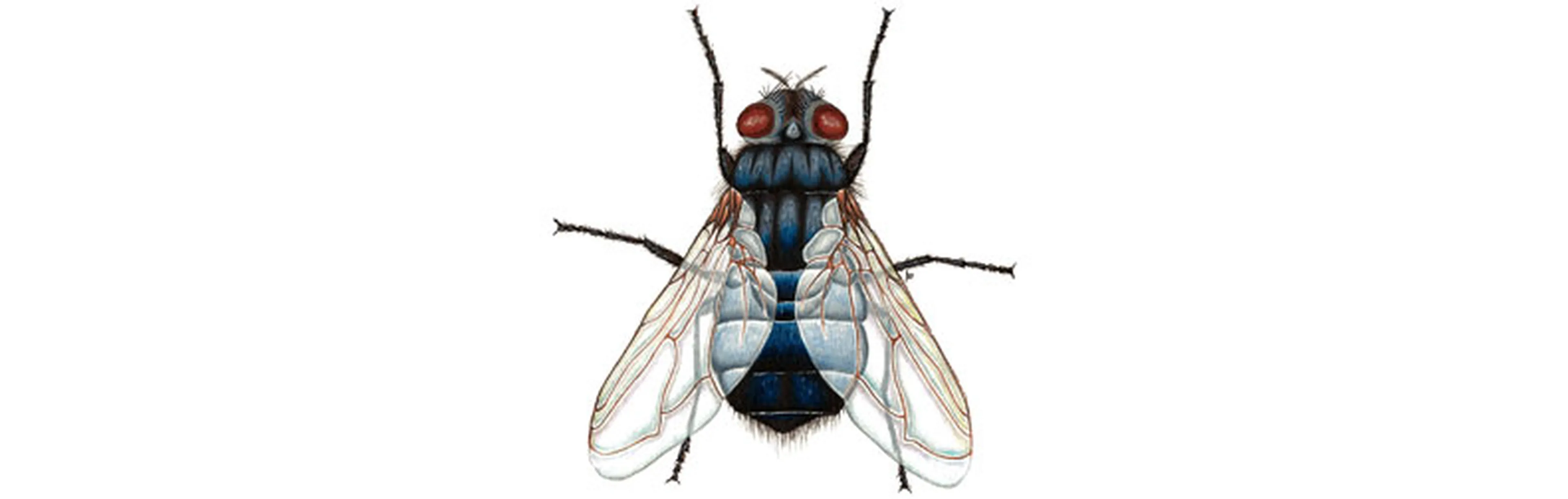 Schmeißfliegen (Blauer Brummer) 