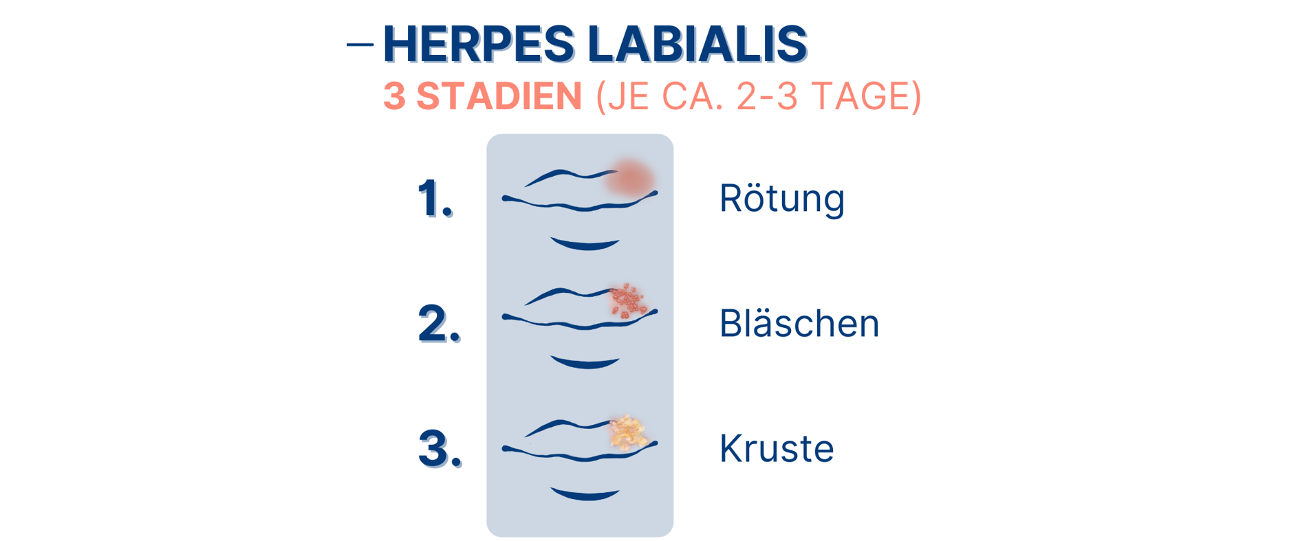 Herpes labialis Stadien