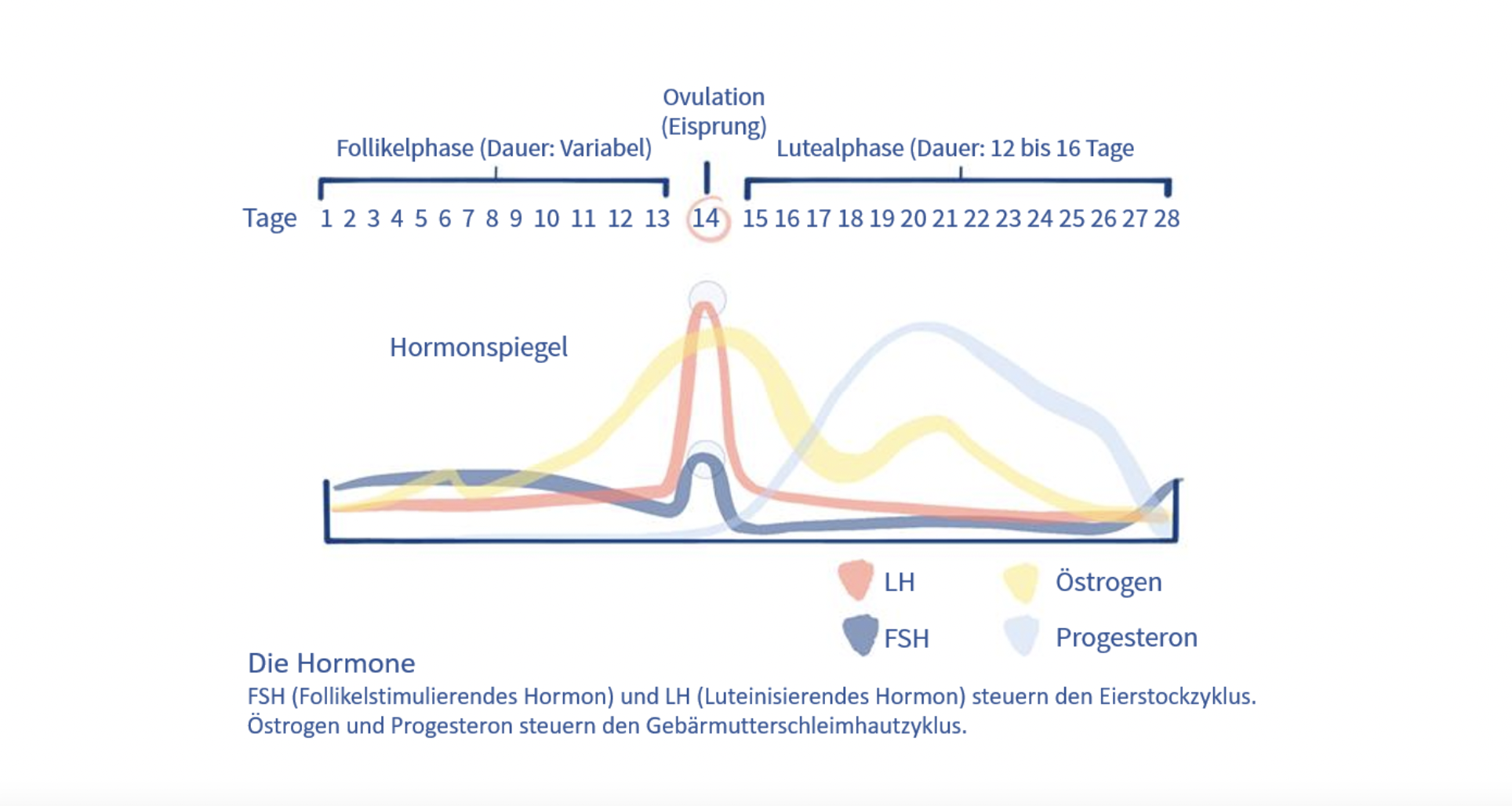 weiblicher Zyklus, Hormone