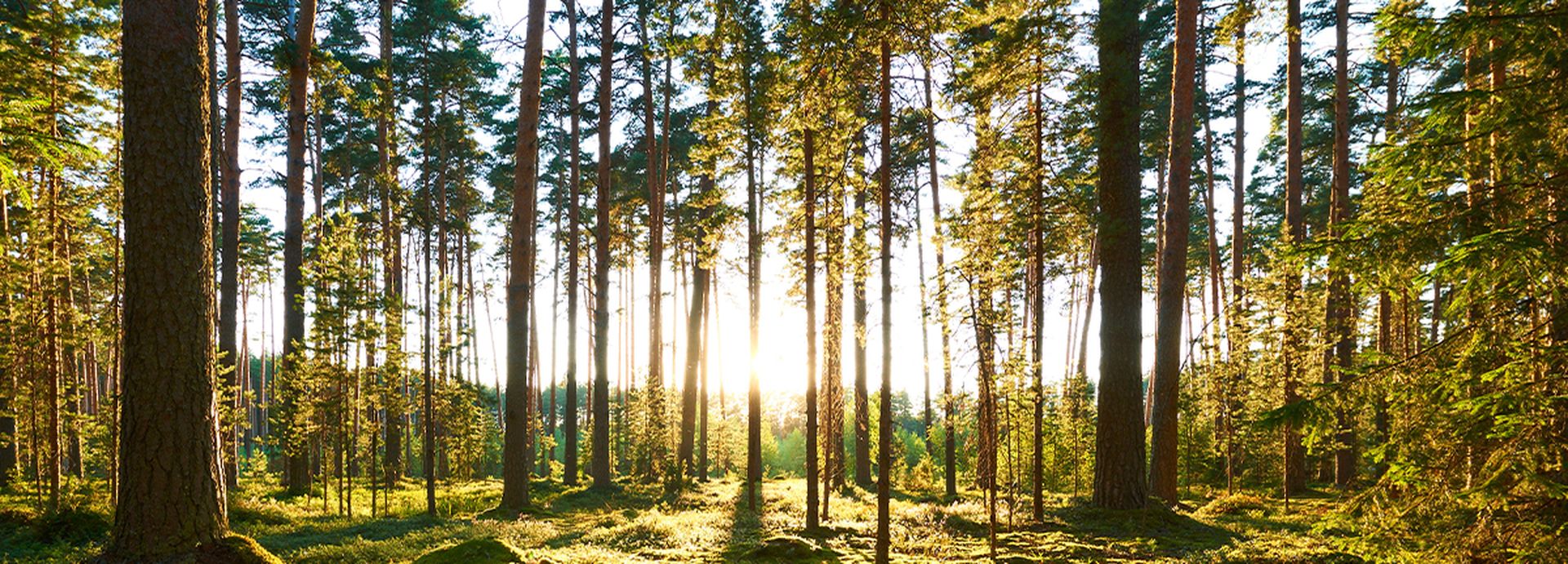 Bild eines Waldes mit tief stehender Sonne im HIntergrund.