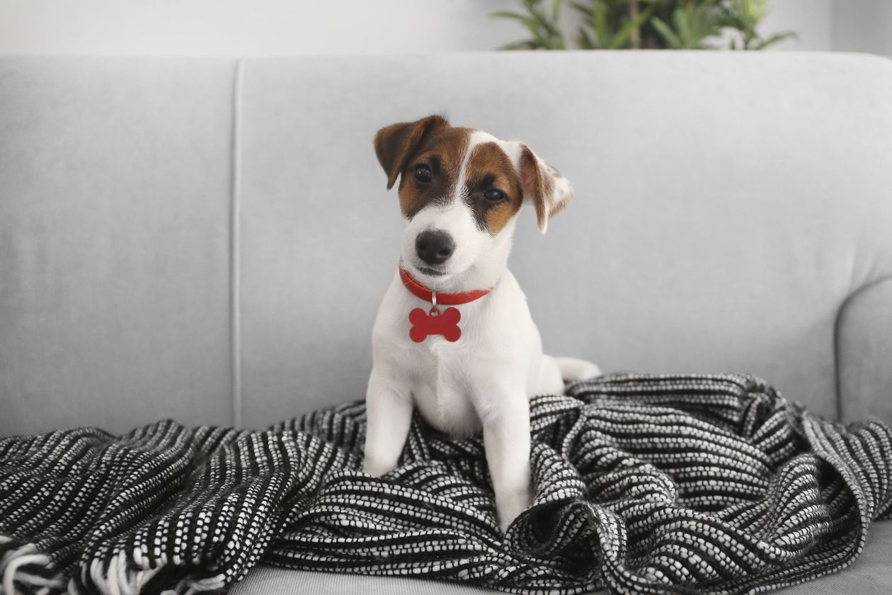 Kleiner Hund mit rotem Halsband Stockfoto: Kleiner Hund mit rotem Halsband sitzt im Wohnzimmer