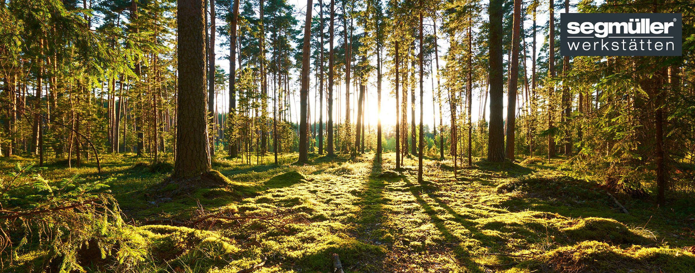 Aufnahme eines Waldes. Die Sonne scheint durch die Bäume und wirft lange Schatten auf den moosbedeckten Boden.