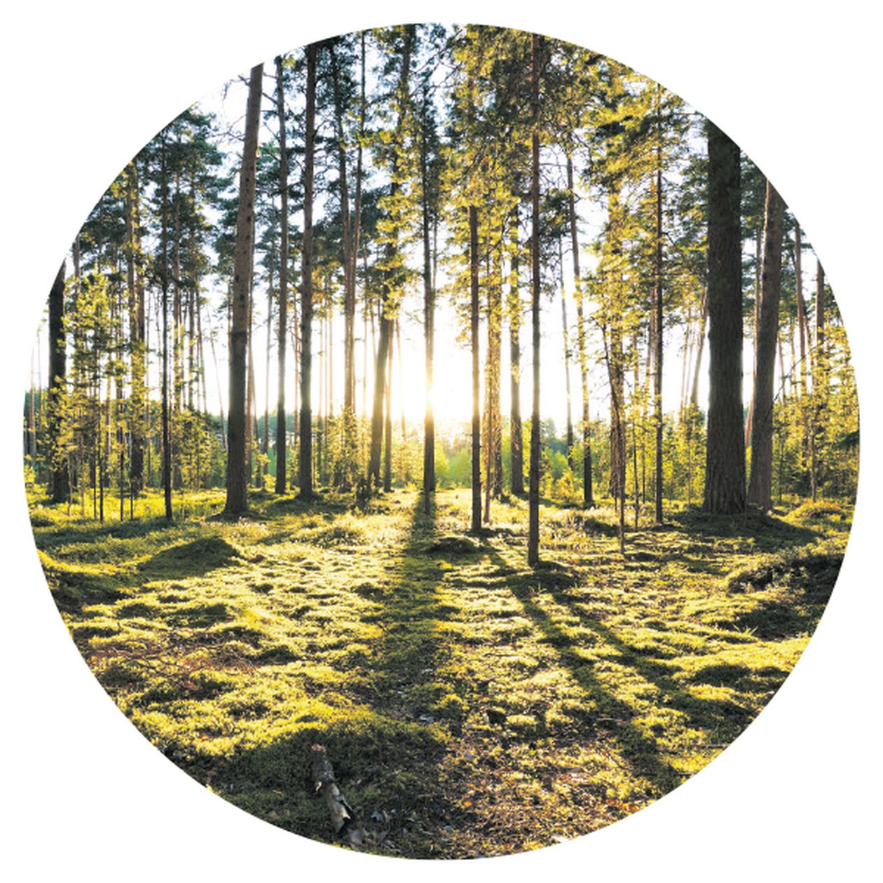 Bild: Ein grüner Tannenwald, die Sonne scheint.